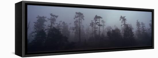 Trees Covered with Fog, Whidbey Island, Island County, Washington State, USA-null-Framed Stretched Canvas