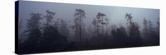 Trees Covered with Fog, Whidbey Island, Island County, Washington State, USA-null-Stretched Canvas