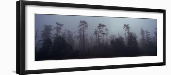 Trees Covered with Fog, Whidbey Island, Island County, Washington State, USA-null-Framed Premium Photographic Print