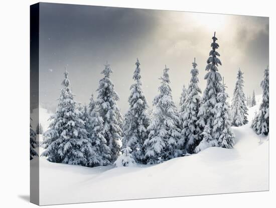 Trees Covered with Hoarfrost and Snow in Mountains-Leonid Tit-Stretched Canvas