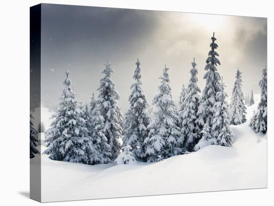 Trees Covered with Hoarfrost and Snow in Mountains-Leonid Tit-Stretched Canvas
