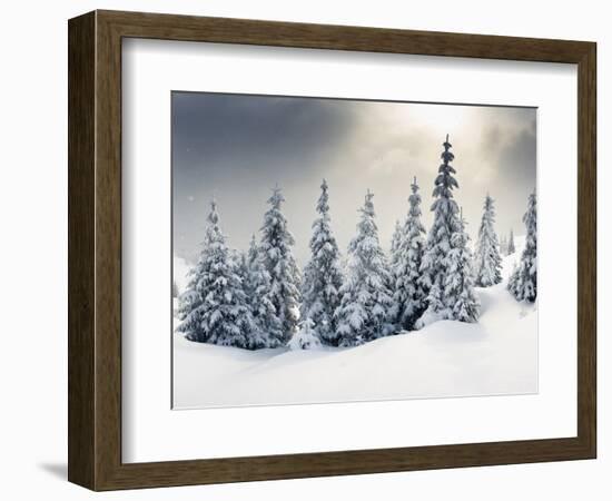 Trees Covered with Hoarfrost and Snow in Mountains-Leonid Tit-Framed Photographic Print