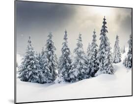 Trees Covered with Hoarfrost and Snow in Mountains-Leonid Tit-Mounted Photographic Print