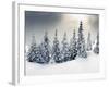 Trees Covered with Hoarfrost and Snow in Mountains-Leonid Tit-Framed Photographic Print