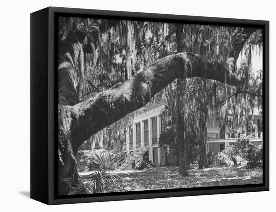 Trees Covered with Spanish Moss Standing in Front of Large Plantation House-null-Framed Stretched Canvas
