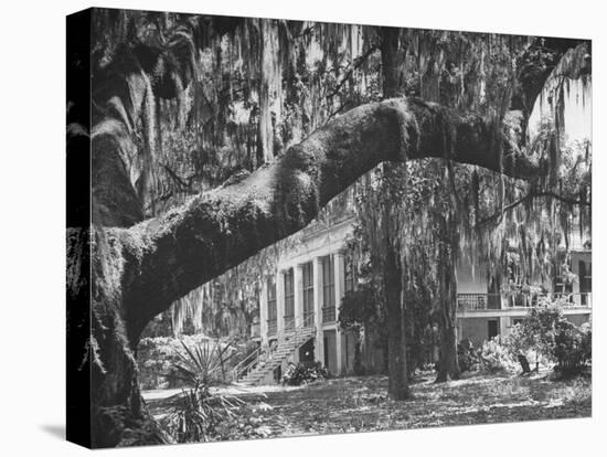 Trees Covered with Spanish Moss Standing in Front of Large Plantation House-null-Stretched Canvas