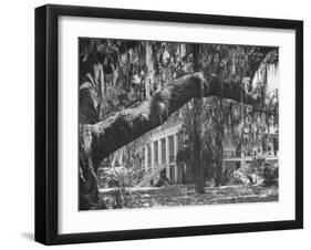 Trees Covered with Spanish Moss Standing in Front of Large Plantation House-null-Framed Photographic Print