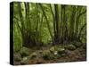 Trees, Cubo De La Galga, Island La Palma, Canary Islands, Spain-Rainer Mirau-Stretched Canvas