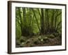 Trees, Cubo De La Galga, Island La Palma, Canary Islands, Spain-Rainer Mirau-Framed Photographic Print