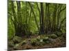 Trees, Cubo De La Galga, Island La Palma, Canary Islands, Spain-Rainer Mirau-Mounted Photographic Print