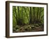 Trees, Cubo De La Galga, Island La Palma, Canary Islands, Spain-Rainer Mirau-Framed Photographic Print