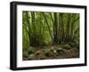 Trees, Cubo De La Galga, Island La Palma, Canary Islands, Spain-Rainer Mirau-Framed Photographic Print