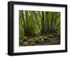 Trees, Cubo De La Galga, Island La Palma, Canary Islands, Spain-Rainer Mirau-Framed Photographic Print