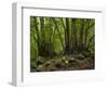 Trees, Cubo De La Galga, Island La Palma, Canary Islands, Spain-Rainer Mirau-Framed Photographic Print