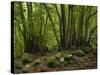 Trees, Cubo De La Galga, Island La Palma, Canary Islands, Spain-Rainer Mirau-Stretched Canvas