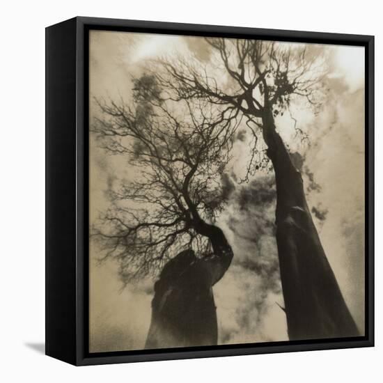 Trees, Discovery Park-Kevin Cruff-Framed Stretched Canvas
