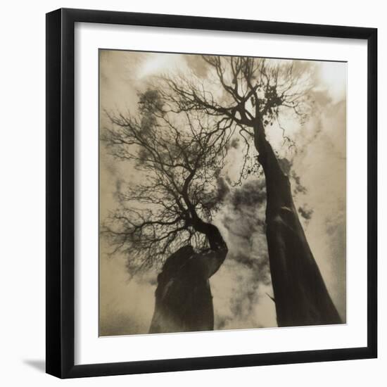 Trees, Discovery Park-Kevin Cruff-Framed Photographic Print