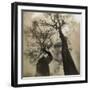 Trees, Discovery Park-Kevin Cruff-Framed Photographic Print