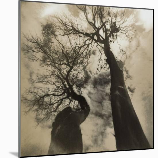 Trees, Discovery Park-Kevin Cruff-Mounted Photographic Print