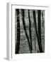 Trees, Europe, c. 1970-Brett Weston-Framed Photographic Print