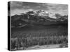 Trees Fgnd, Snow Covered Mts Bkgd "Long's Peak From North Rocky Mountain NP" Colorado 1933-1942-Ansel Adams-Stretched Canvas