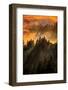 Trees, Fog and Light Beam Design, Mount Tam, San Francisco-Vincent James-Framed Photographic Print