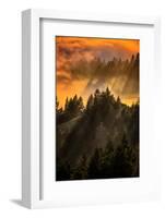 Trees, Fog and Light Beam Design, Mount Tam, San Francisco-Vincent James-Framed Photographic Print