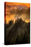 Trees, Fog and Light Beam Design, Mount Tam, San Francisco-Vincent James-Stretched Canvas