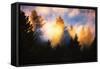 Trees, Fog and Sunset Light Mix, Peaceful Nature, San Francisco-Vincent James-Framed Stretched Canvas
