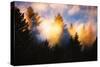 Trees, Fog and Sunset Light Mix, Peaceful Nature, San Francisco-Vincent James-Stretched Canvas