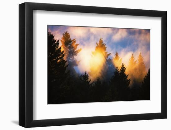 Trees, Fog and Sunset Light Mix, Peaceful Nature, San Francisco-Vincent James-Framed Photographic Print