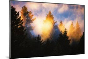 Trees, Fog and Sunset Light Mix, Peaceful Nature, San Francisco-Vincent James-Mounted Photographic Print