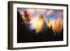 Trees, Fog and Sunset Light Mix, Peaceful Nature, San Francisco-Vincent James-Framed Photographic Print