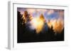 Trees, Fog and Sunset Light Mix, Peaceful Nature, San Francisco-Vincent James-Framed Photographic Print