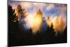 Trees, Fog and Sunset Light Mix, Peaceful Nature, San Francisco-Vincent James-Mounted Photographic Print