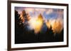 Trees, Fog and Sunset Light Mix, Peaceful Nature, San Francisco-Vincent James-Framed Photographic Print