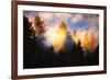 Trees, Fog and Sunset Light Mix, Peaceful Nature, San Francisco-Vincent James-Framed Photographic Print