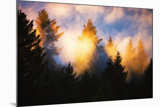 Trees, Fog and Sunset Light Mix, Peaceful Nature, San Francisco-Vincent James-Mounted Photographic Print