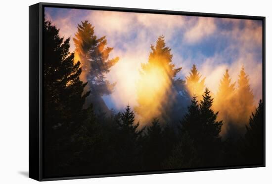 Trees, Fog and Sunset Light Mix, Peaceful Nature, San Francisco-Vincent James-Framed Stretched Canvas