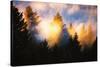 Trees, Fog and Sunset Light Mix, Peaceful Nature, San Francisco-Vincent James-Stretched Canvas