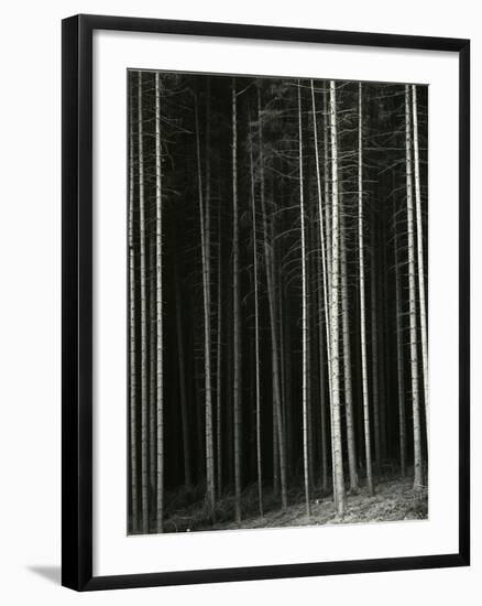 Trees, Germany, 1971-Brett Weston-Framed Photographic Print