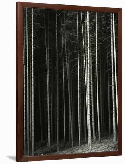 Trees, Germany, 1971-Brett Weston-Framed Photographic Print