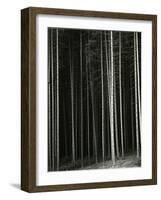 Trees, Germany, 1971-Brett Weston-Framed Photographic Print