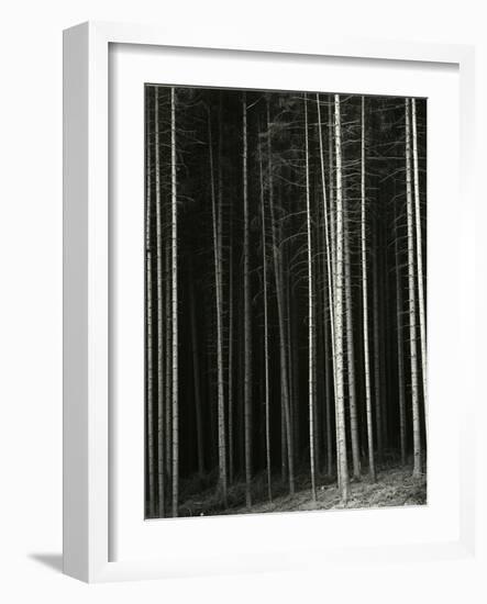 Trees, Germany, 1971-Brett Weston-Framed Photographic Print