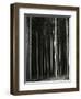 Trees, Germany, 1971-Brett Weston-Framed Photographic Print