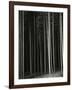 Trees, Germany, 1971-Brett Weston-Framed Photographic Print