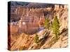 Trees Grow in Limestone at Bryce Canyon National Park, Utah, USA-Tom Norring-Stretched Canvas