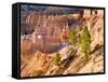 Trees Grow in Limestone at Bryce Canyon National Park, Utah, USA-Tom Norring-Framed Stretched Canvas