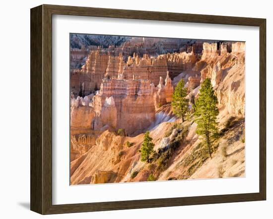 Trees Grow in Limestone at Bryce Canyon National Park, Utah, USA-Tom Norring-Framed Premium Photographic Print