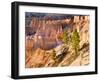 Trees Grow in Limestone at Bryce Canyon National Park, Utah, USA-Tom Norring-Framed Premium Photographic Print
